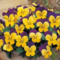 Фиалка рогатая КОРИНА ОРАНЖ ПАРПЛ ВИНГ